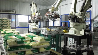 金秋走龍江 吃干榨凈 每粒稻米 興凱湖 打造雞西地域特色品牌