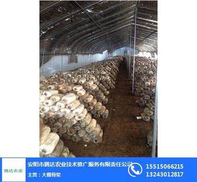 洛陽養殖大棚,騰達農業,養殖大棚建設廠家